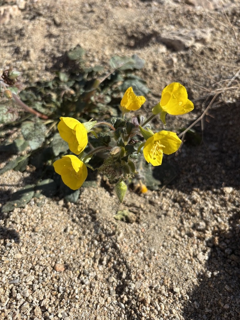Yellow Cups photo 6