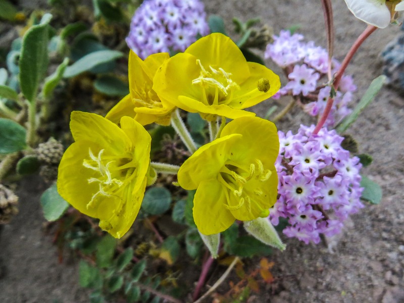 Yellow Cups photo 7