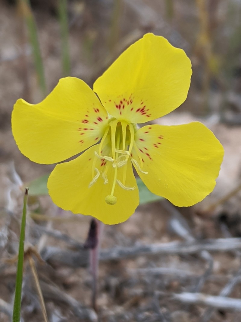 Yellow Cups photo 8