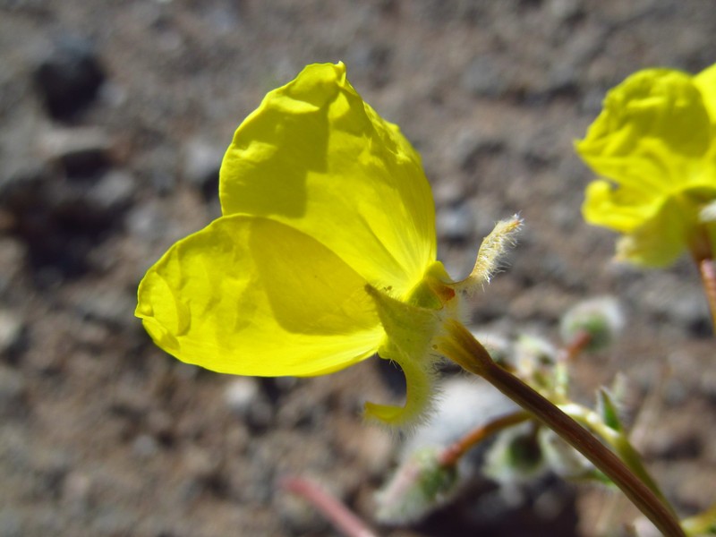 Chylismia brevipes subsp. arizonica