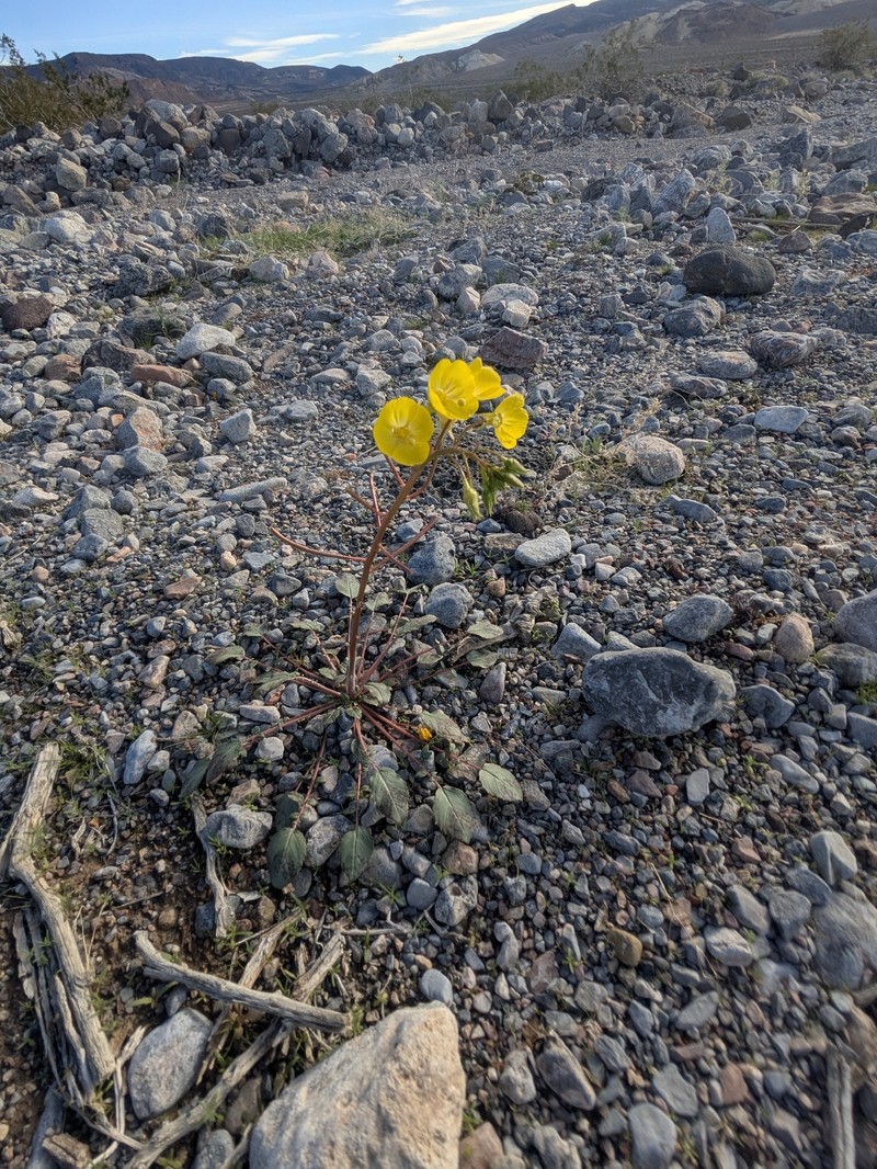Chylismia brevipes subsp. brevipes photo 2