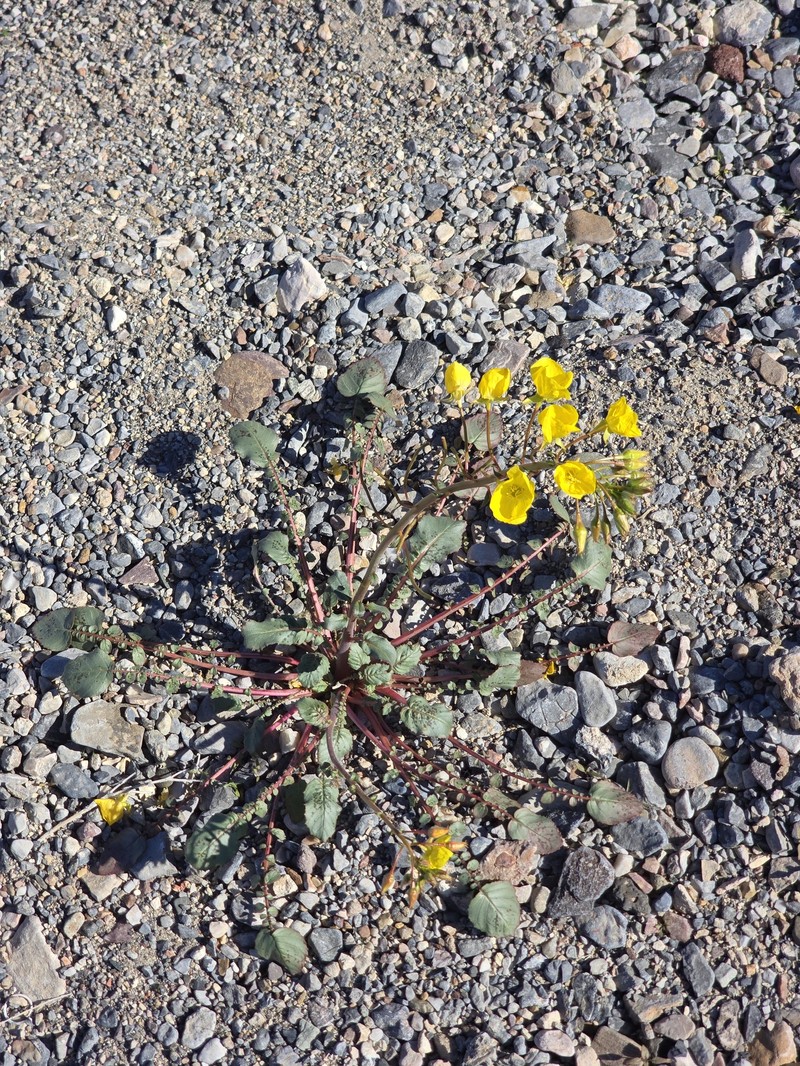 Chylismia brevipes subsp. brevipes photo 3