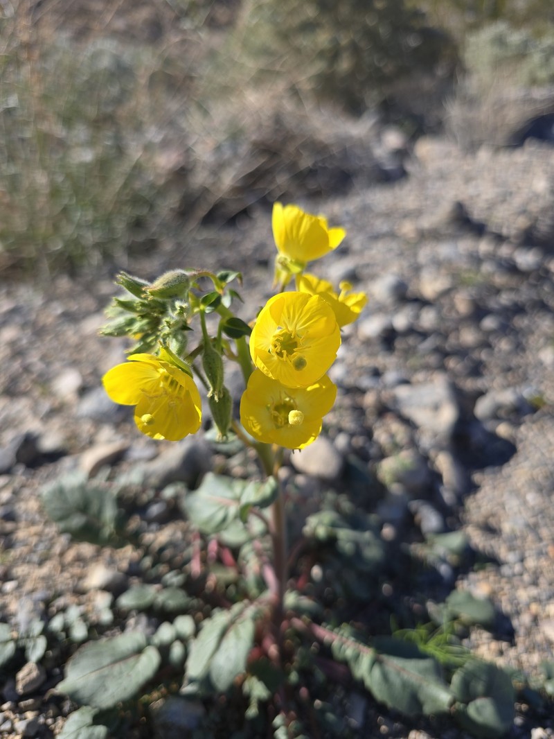 Chylismia brevipes subsp. brevipes photo 4