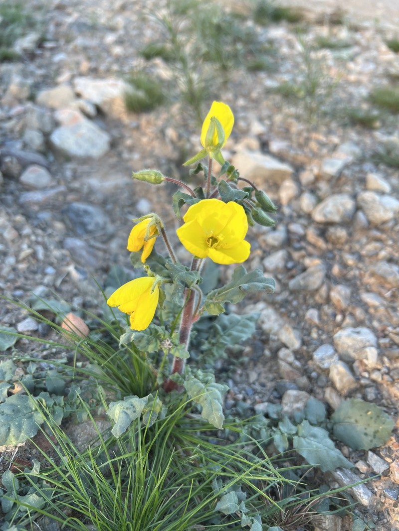 Chylismia brevipes subsp. brevipes photo 5