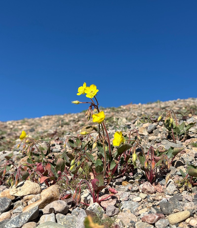 Chylismia brevipes subsp. brevipes photo 6
