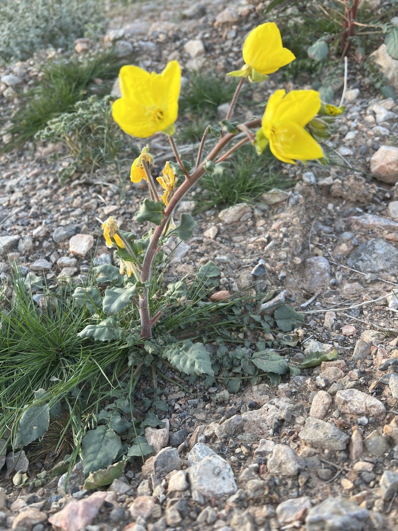 Chylismia brevipes subsp. brevipes photo 7