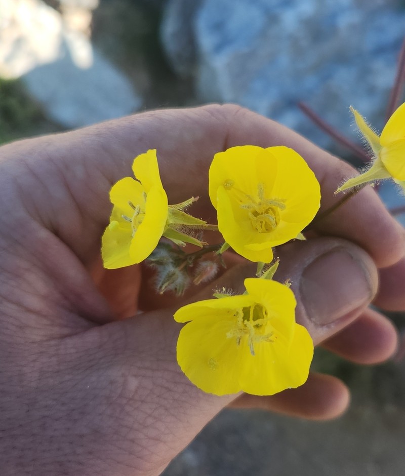 Chylismia brevipes subsp. brevipes photo 8