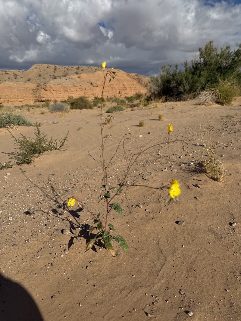 Chylismia brevipes subsp. pallidula