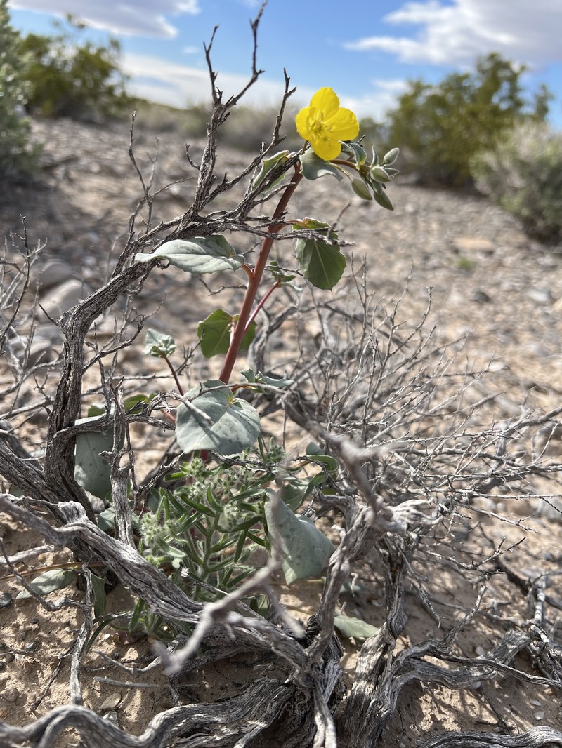 Chylismia brevipes subsp. pallidula photo 2
