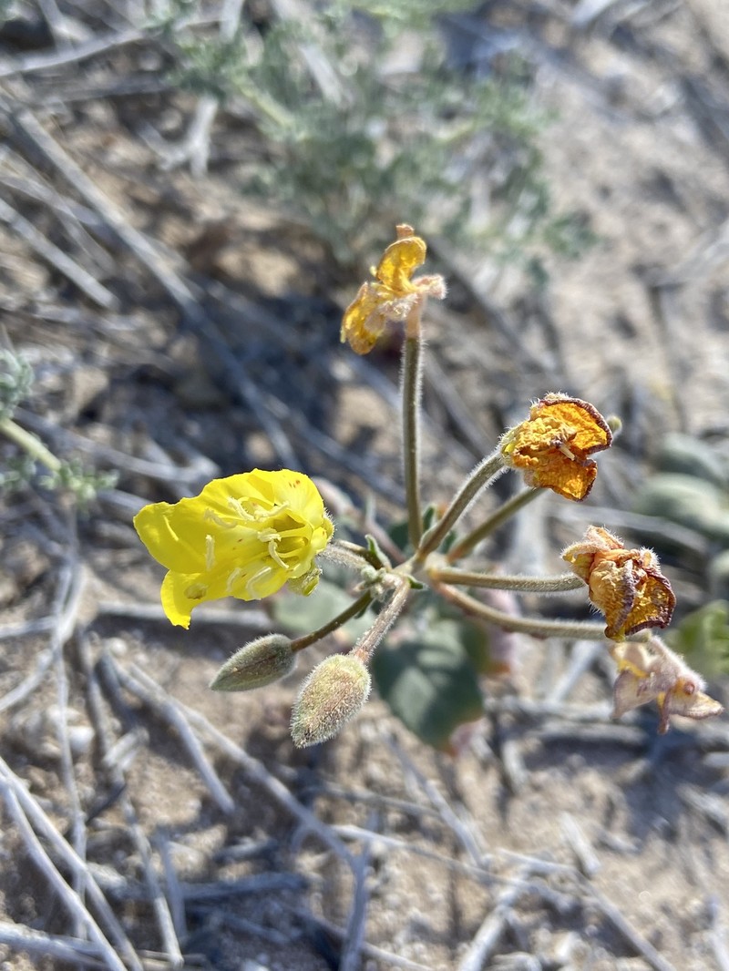 Chylismia brevipes subsp. pallidula photo 3