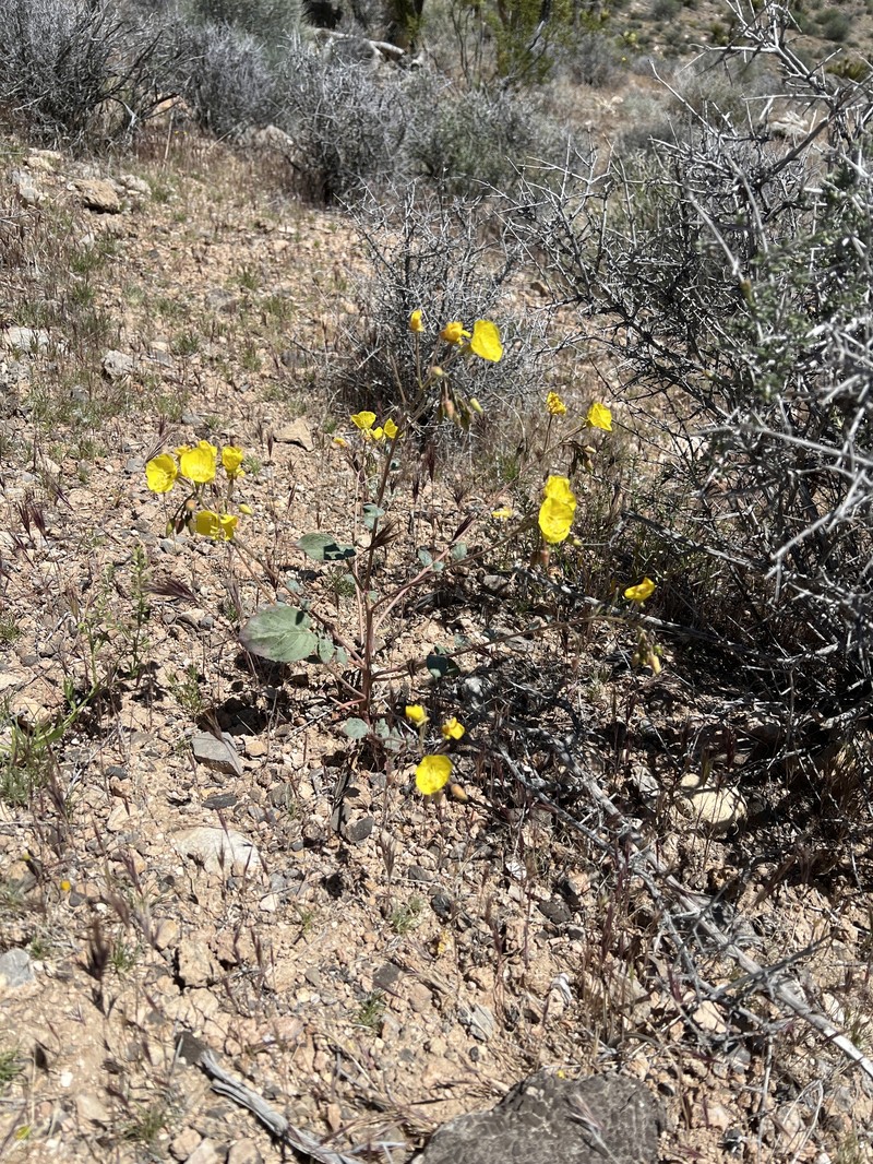 Chylismia brevipes subsp. pallidula photo 4