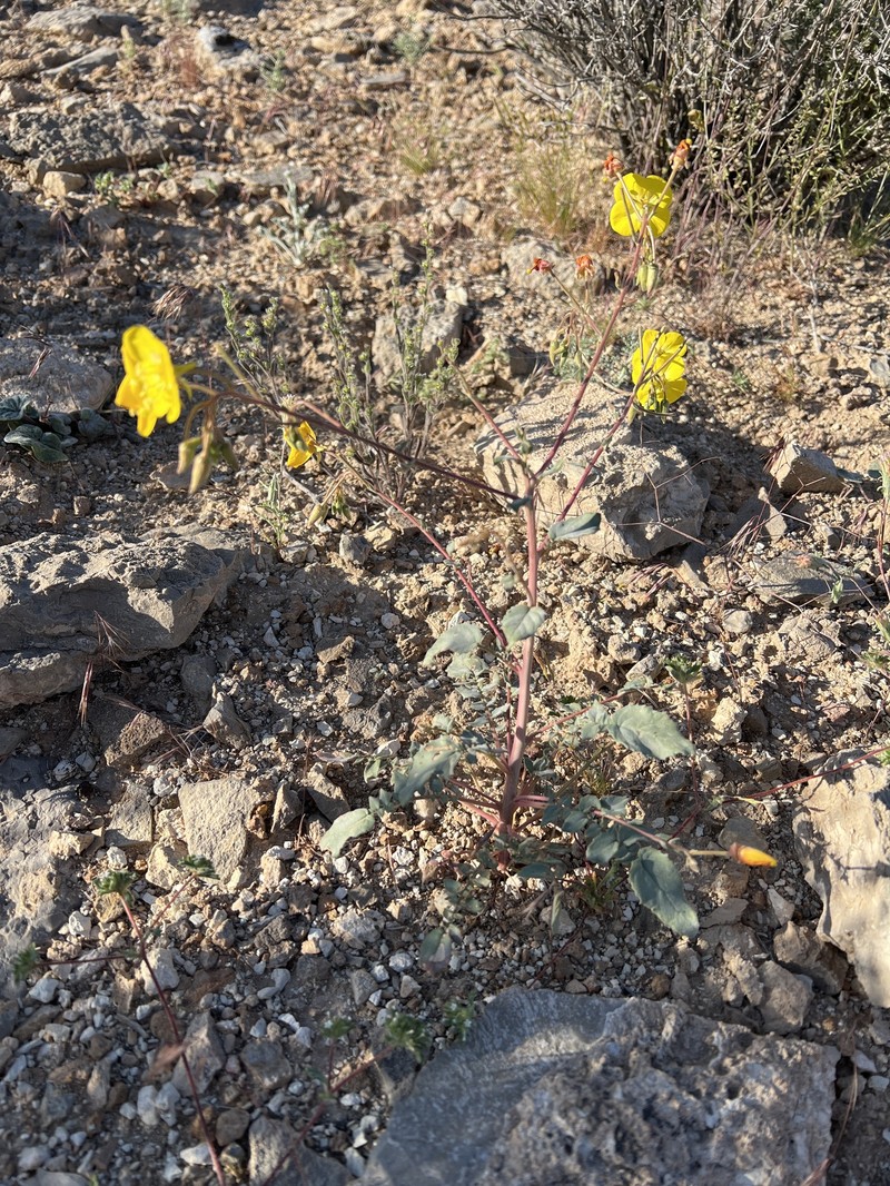 Chylismia brevipes subsp. pallidula photo 5
