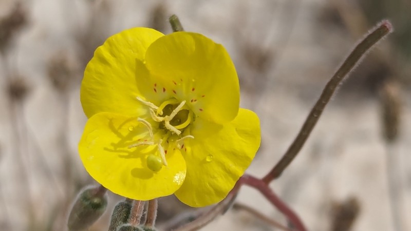 Chylismia brevipes subsp. pallidula photo 6