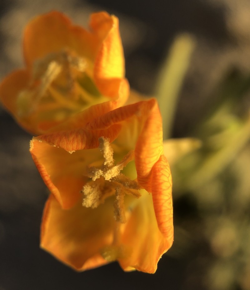 Heartleaf Suncup