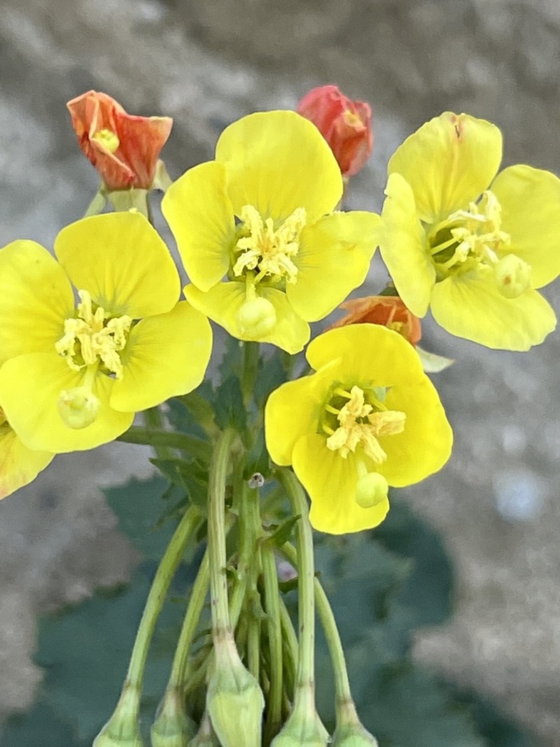 Heartleaf Suncup photo 2