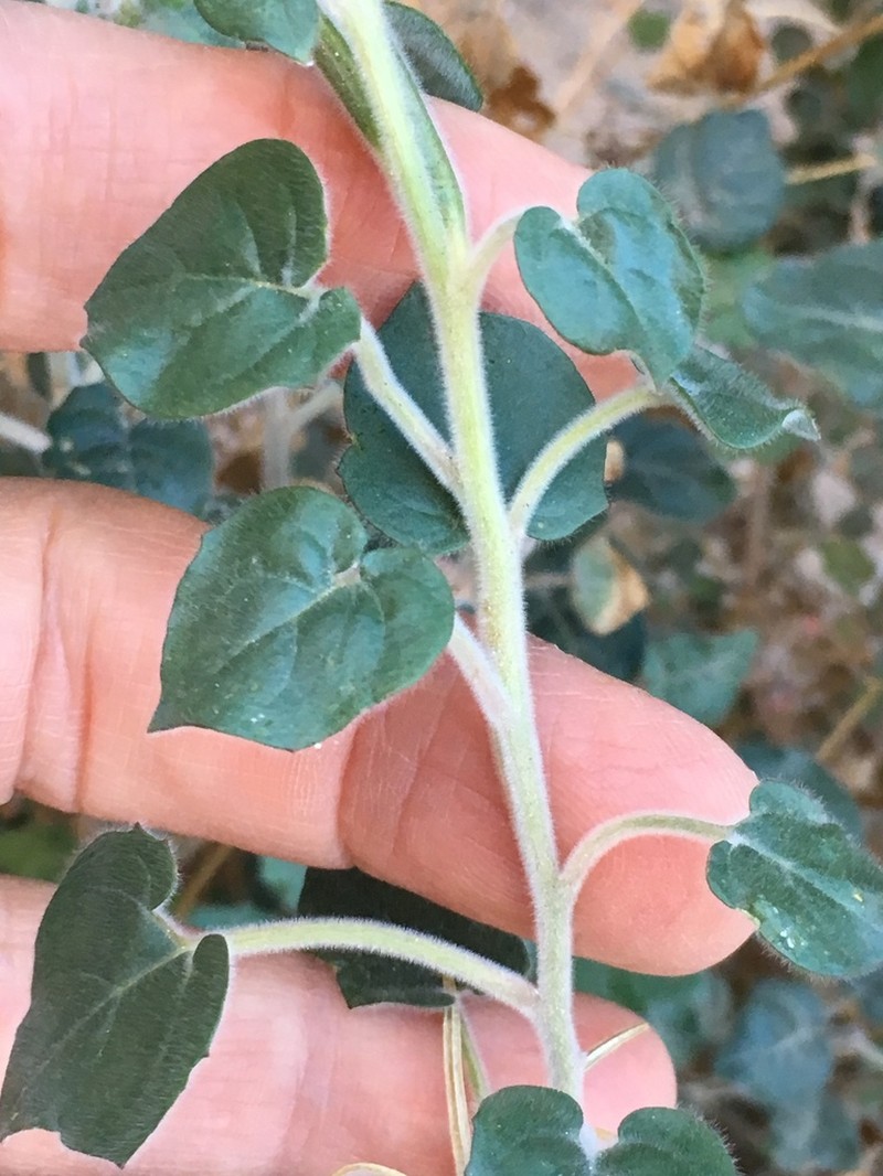 Heartleaf Suncup photo 4