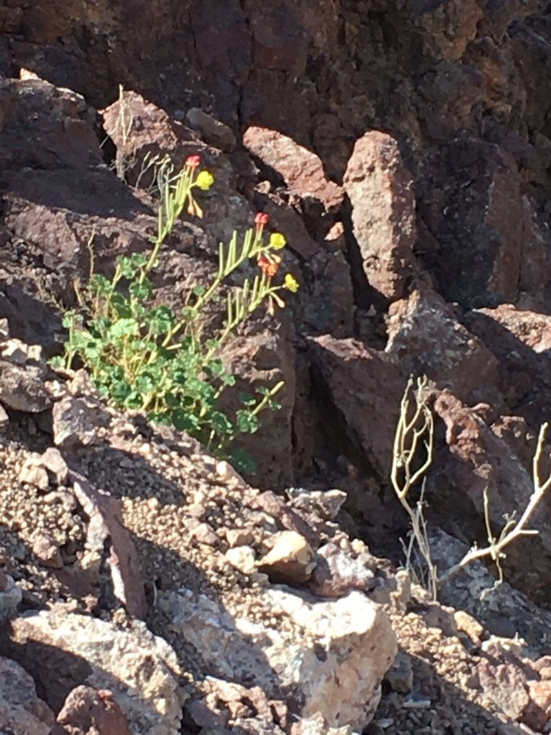 Heartleaf Suncup photo 5