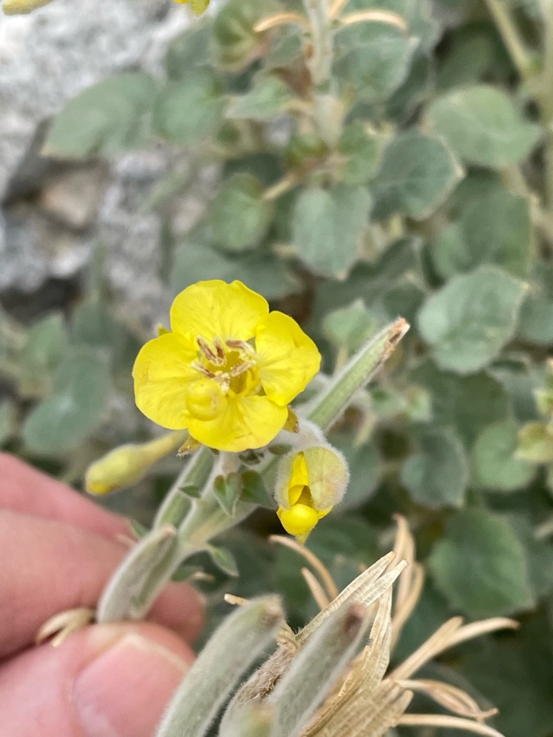 Heartleaf Suncup photo 6