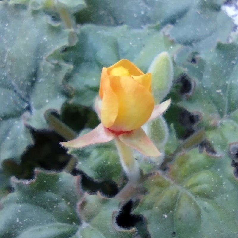 Heartleaf Suncup photo 7