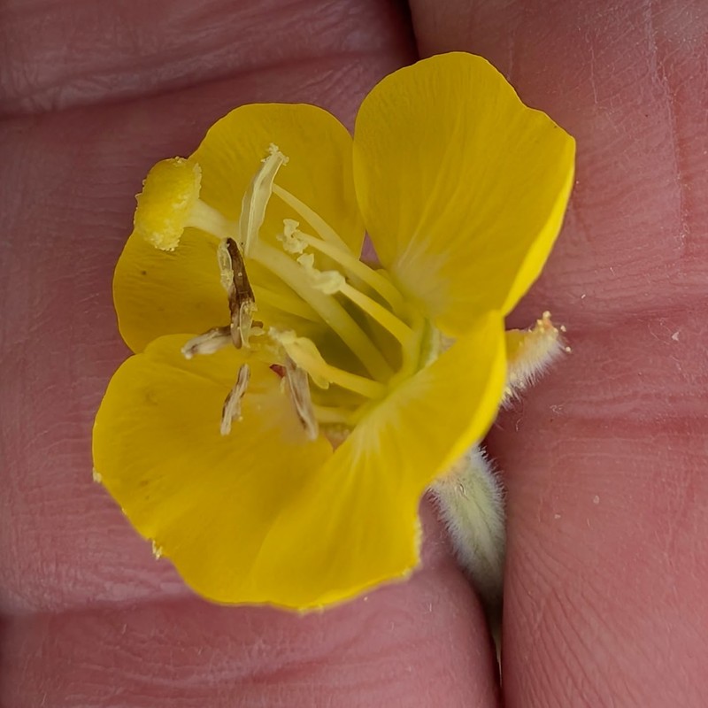 Chylismia cardiophylla subsp. cardiophylla