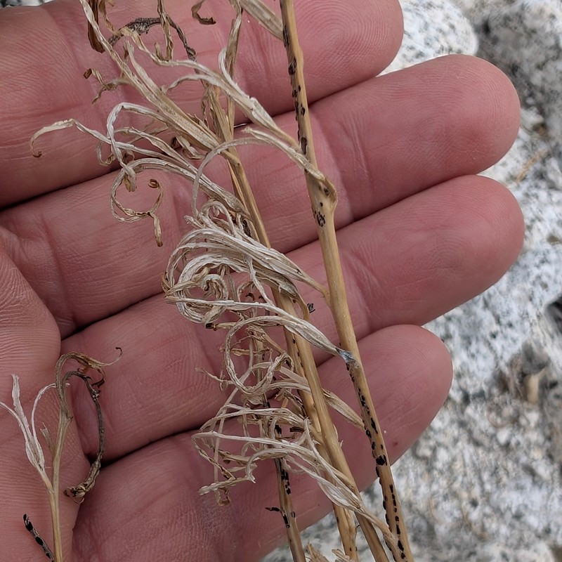 Chylismia cardiophylla subsp. cardiophylla photo 2
