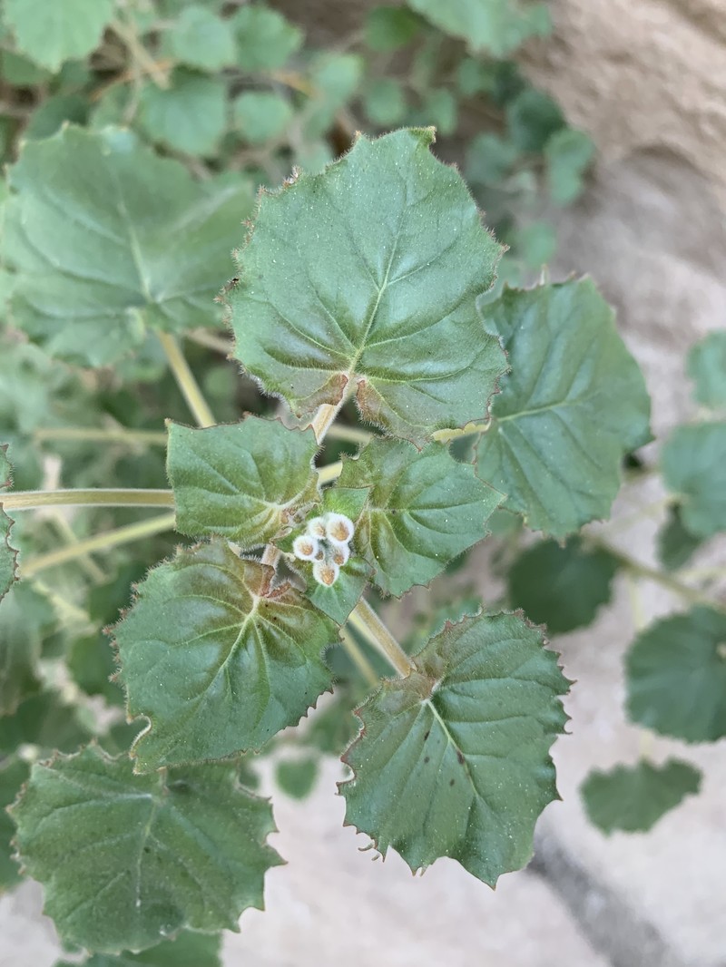 Chylismia cardiophylla subsp. cardiophylla photo 3