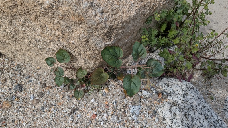 Chylismia cardiophylla subsp. cardiophylla photo 4
