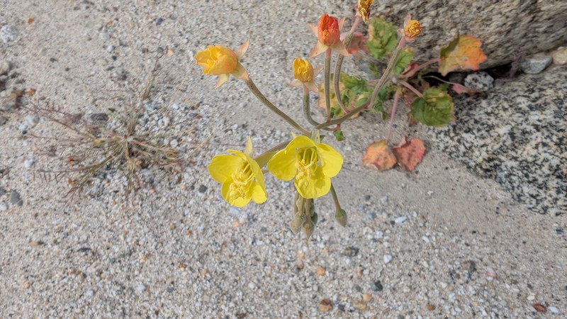 Chylismia cardiophylla subsp. cardiophylla photo 5
