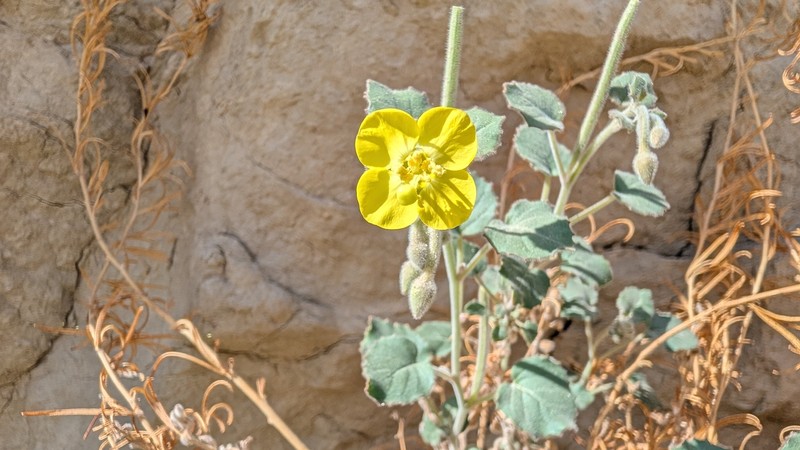 Chylismia cardiophylla subsp. cardiophylla photo 7