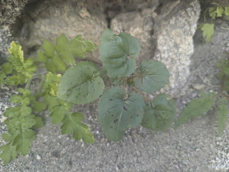 Chylismia cardiophylla subsp. cardiophylla photo 8