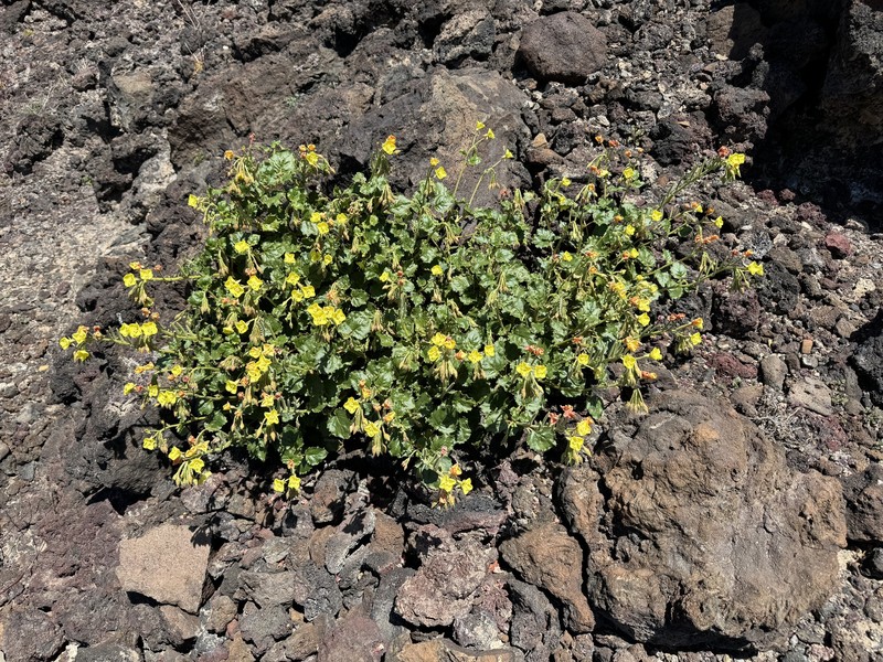 Chylismia cardiophylla subsp. robusta