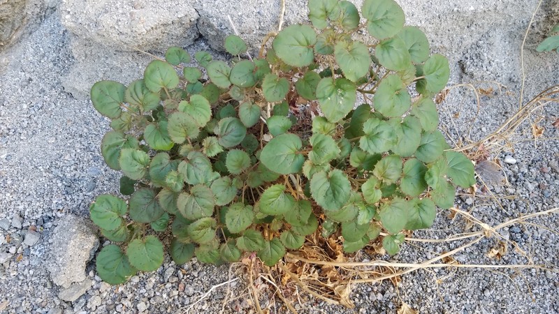 Chylismia cardiophylla subsp. robusta photo 2