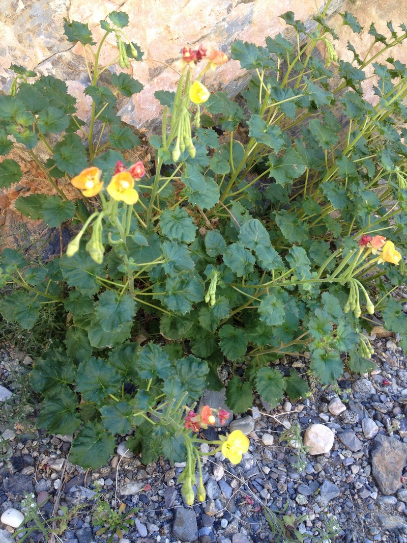 Chylismia cardiophylla subsp. robusta photo 3
