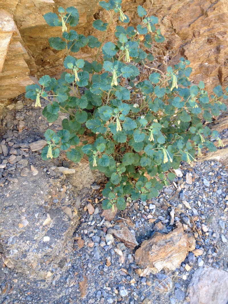 Chylismia cardiophylla subsp. robusta photo 4