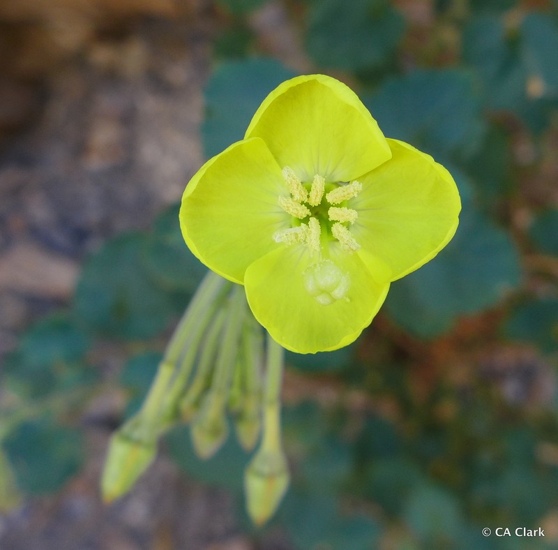Chylismia cardiophylla subsp. robusta photo 5