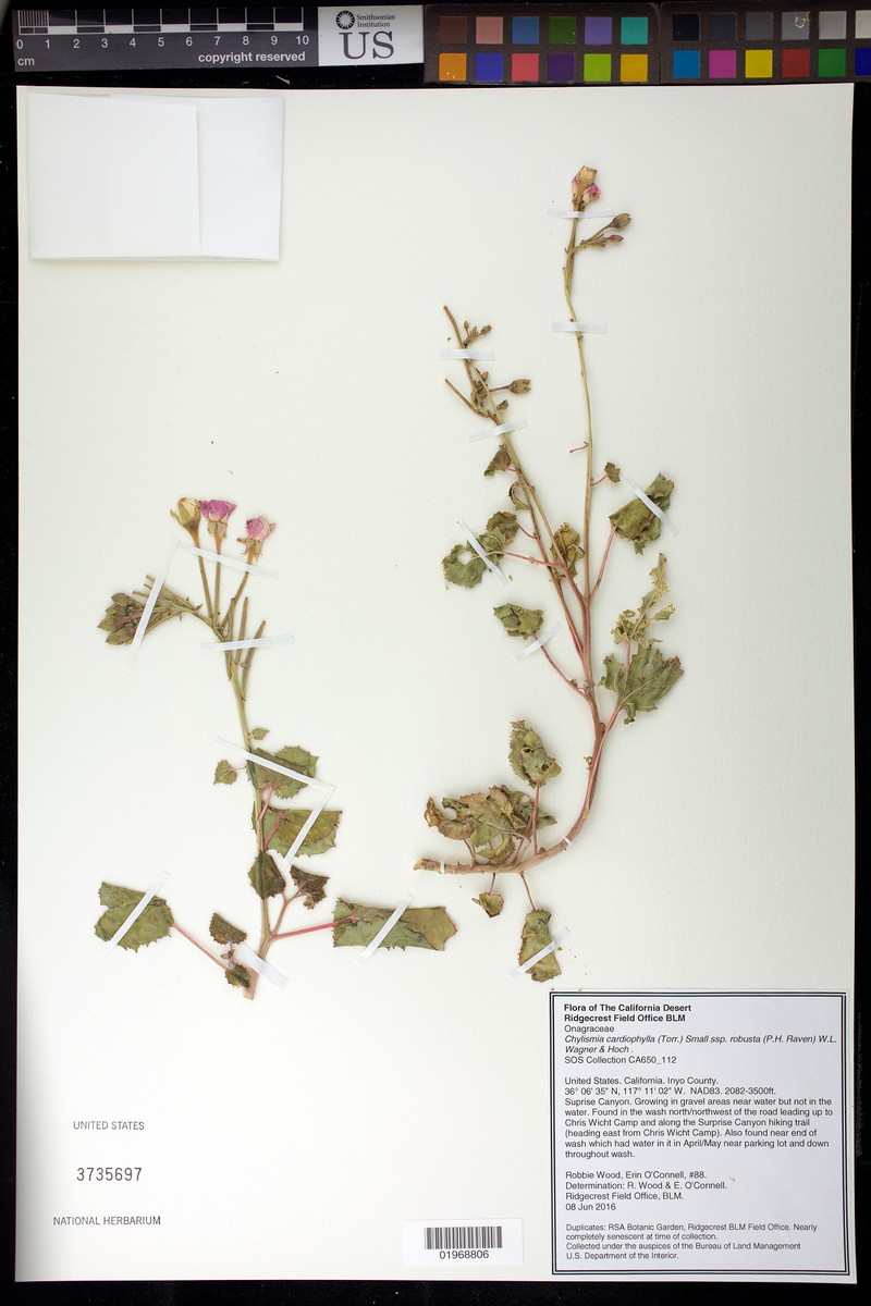 Chylismia cardiophylla subsp. robusta photo 6