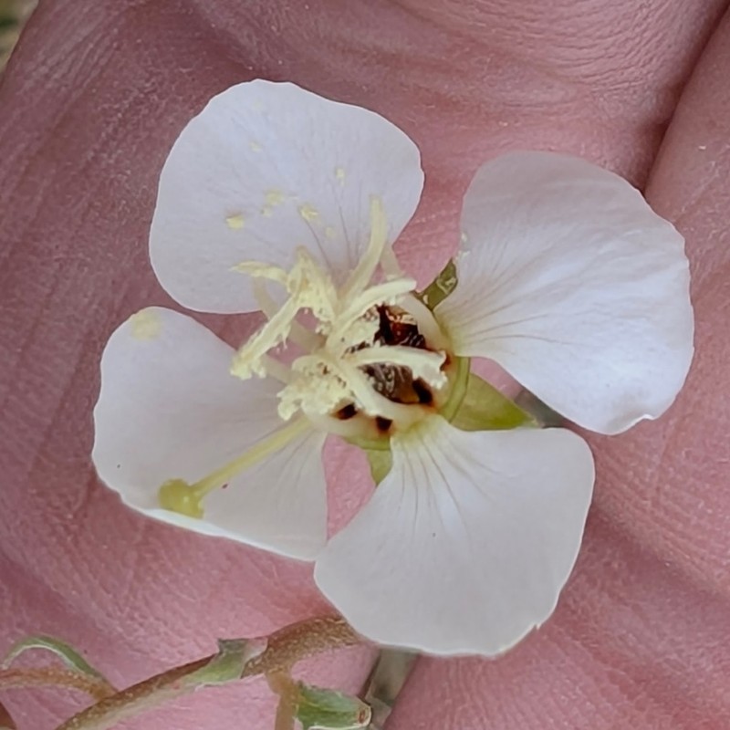 Chylismia claviformis subsp. aurantiaca photo 2