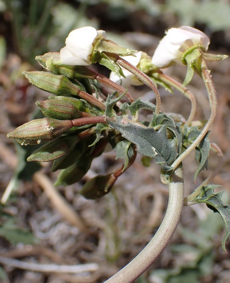 Chylismia claviformis subsp. aurantiaca photo 3