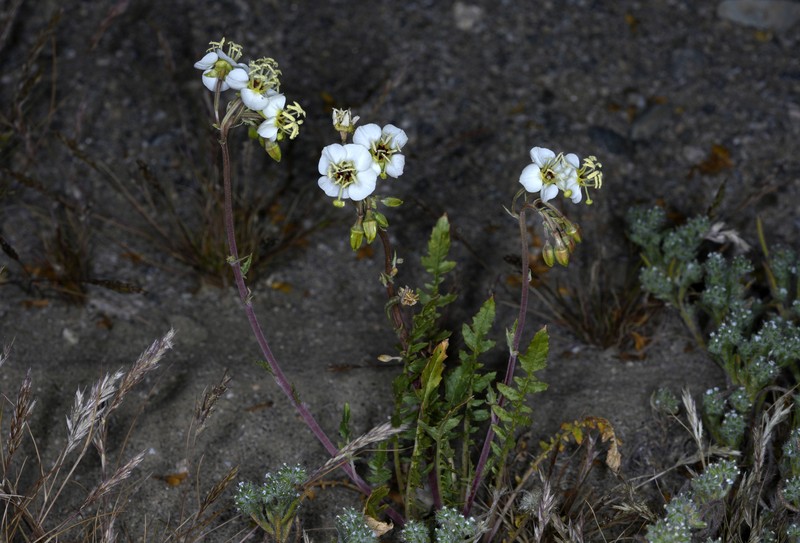 Chylismia claviformis subsp. aurantiaca photo 4