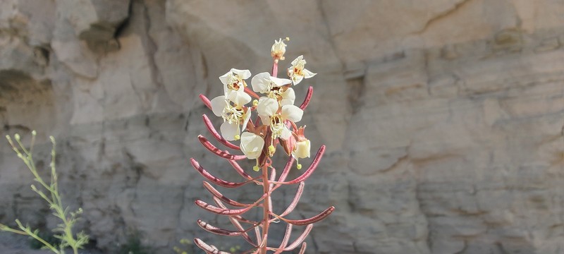 Chylismia claviformis subsp. aurantiaca photo 5