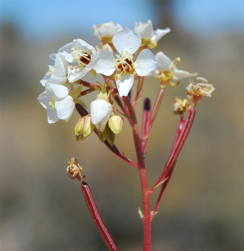 Chylismia claviformis subsp. aurantiaca photo 6