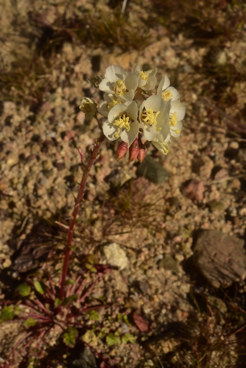 Chylismia claviformis subsp. claviformis