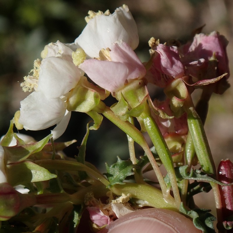 Chylismia claviformis subsp. claviformis photo 2