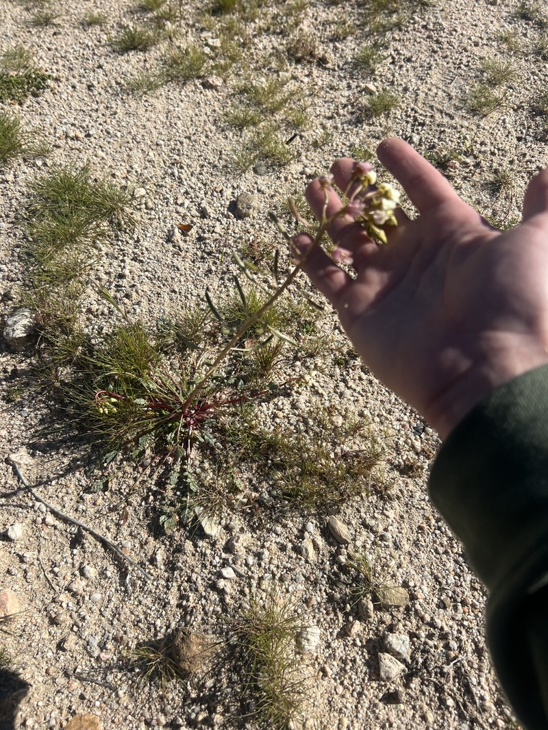 Chylismia claviformis subsp. claviformis photo 3
