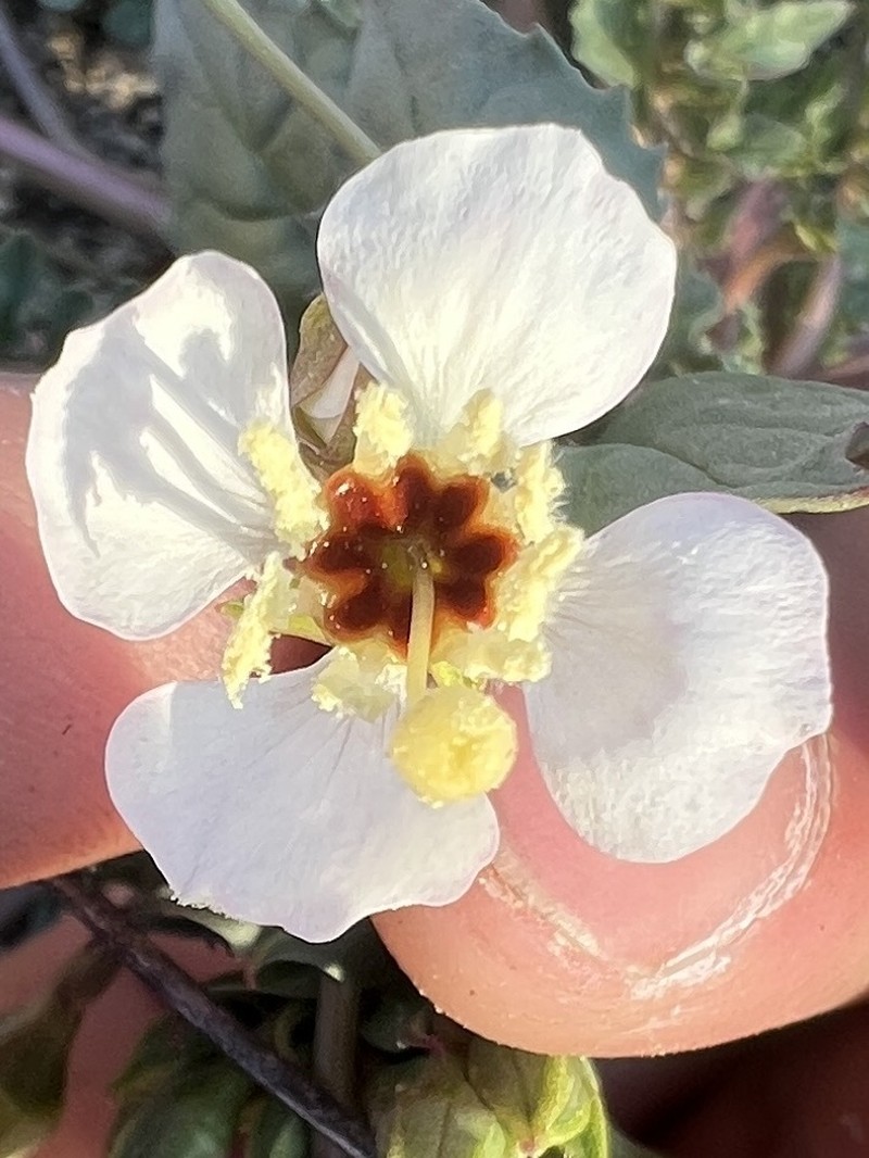 Chylismia claviformis subsp. claviformis photo 4