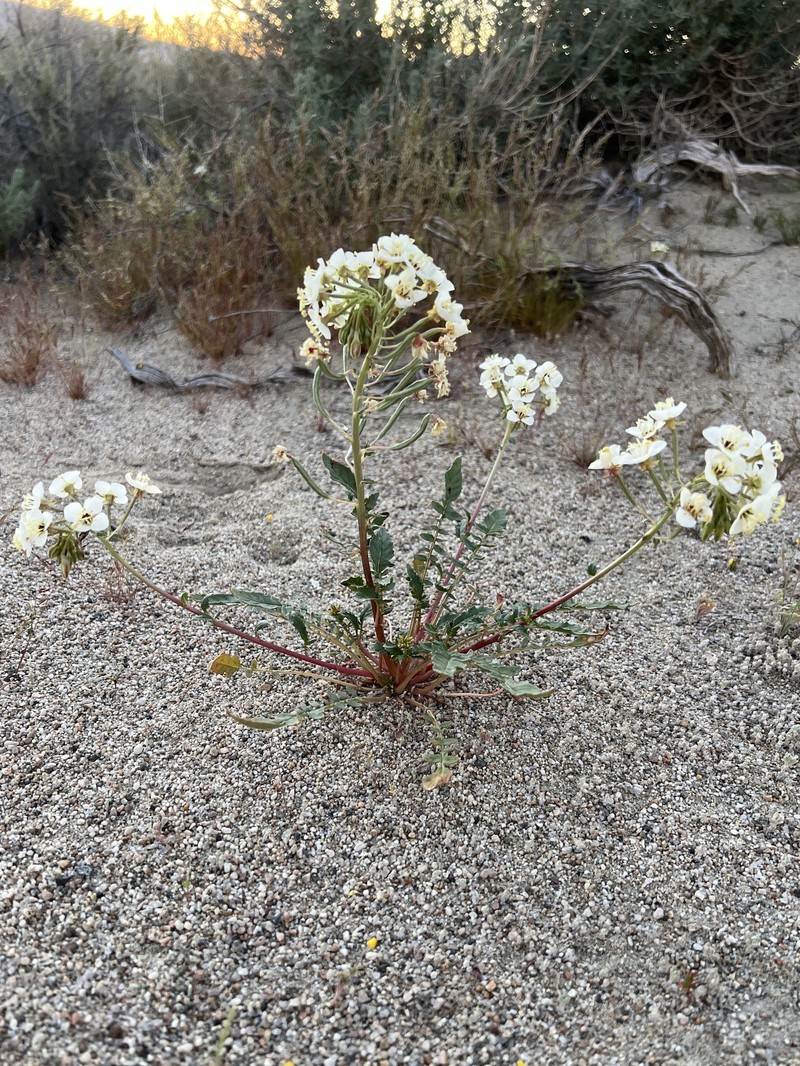 Chylismia claviformis subsp. claviformis photo 5
