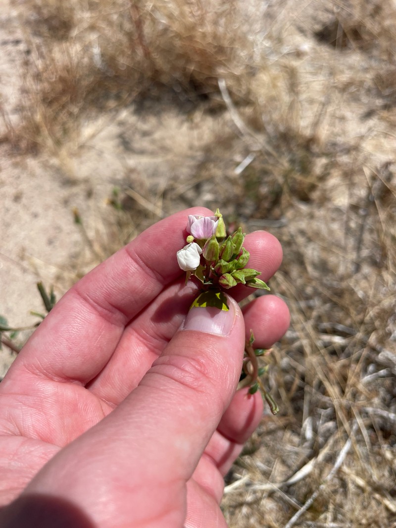 Chylismia claviformis subsp. claviformis photo 6
