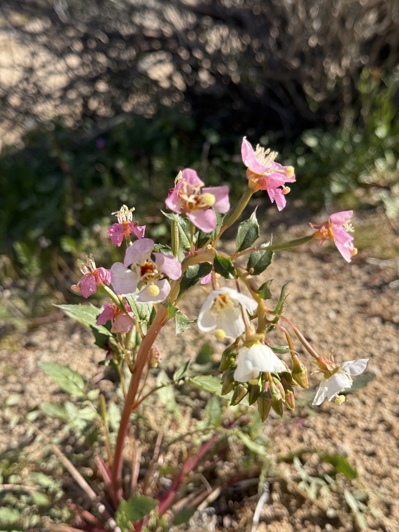 Chylismia claviformis subsp. claviformis photo 7