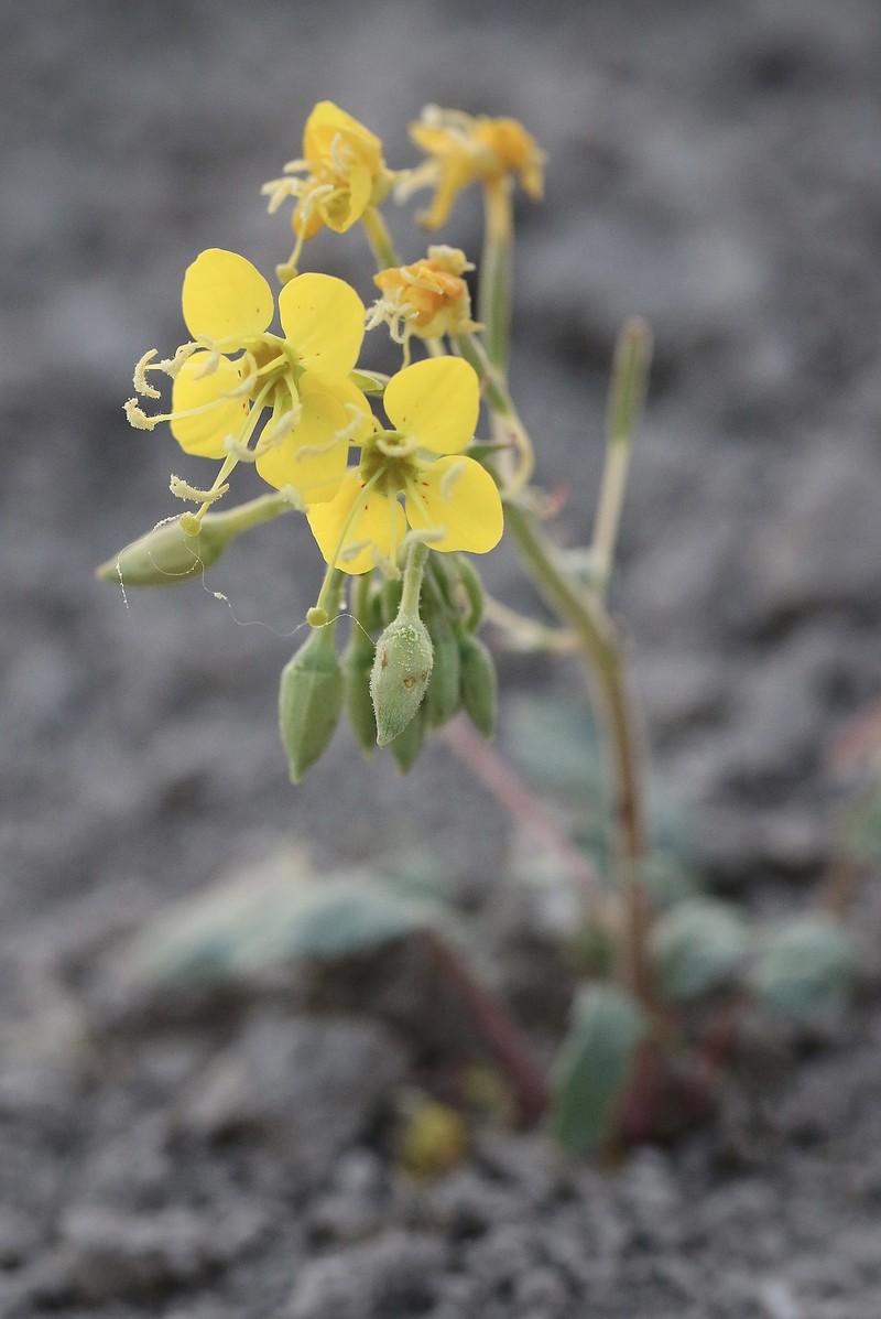 Chylismia claviformis subsp. cruciformis
