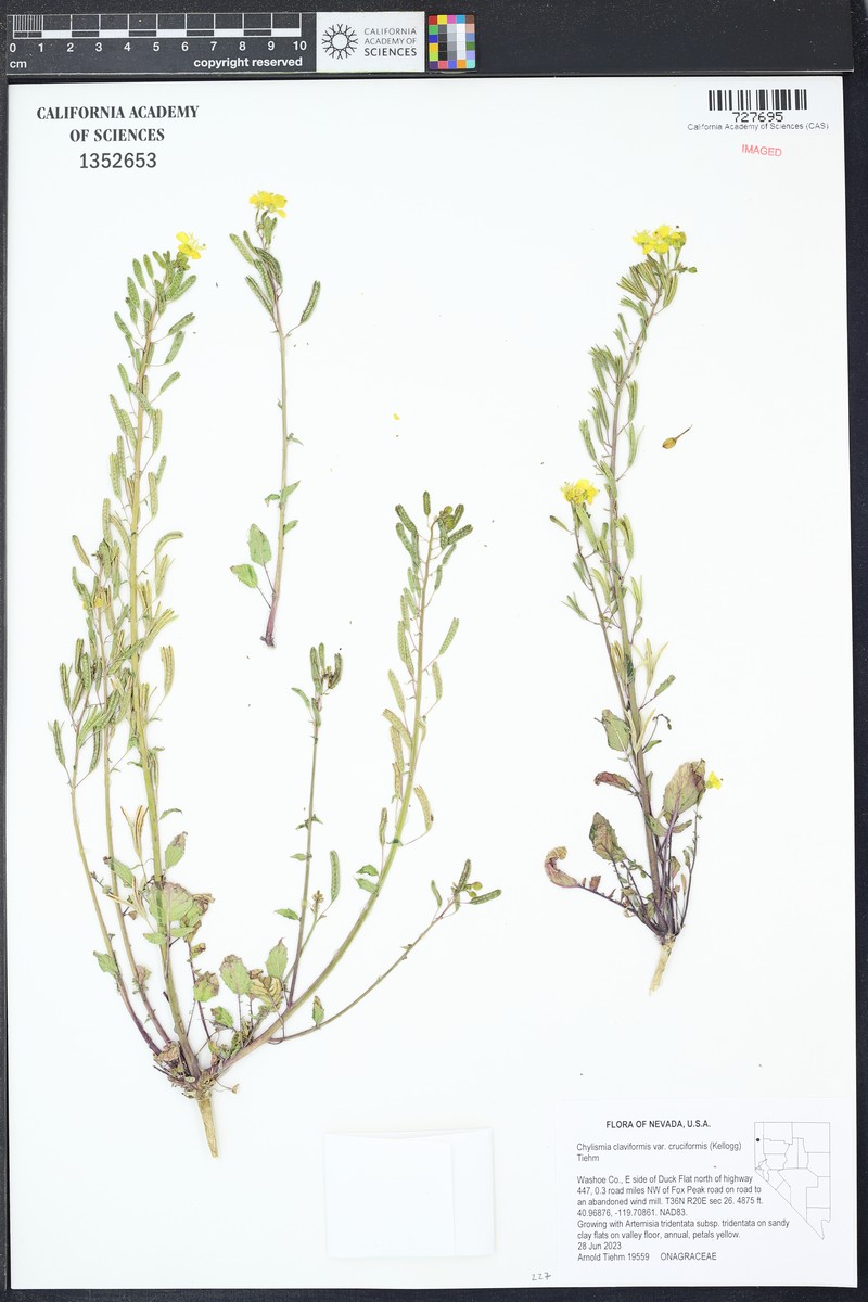 Chylismia claviformis subsp. cruciformis photo 2